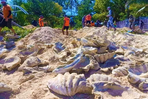 Vừa qua, Philippines đã thu giữ 200 tấn vỏ sò tai tượng khai thác trái phép, bắt giữ 4 đối tượng trên hòn đảo Green hẻo lánh thuộc biển Sulu.