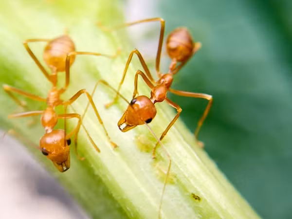 Nọc của một số loài kiến lửa có thể gây ra những triệu chứng như chóng mặt, hoa mắt, thở gấp hay sốc..., phụ thuộc vào hệ miễn dịch của người bị đốt.