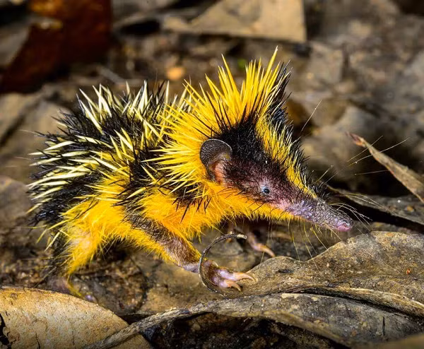 Loài Tenrec lông sọc là động vật có vú trong họ Tenrecidae, bộ Afrosoricida và được mô tả lần đầu tiên vào năm 1798 bởi nhà tự nhiên học và động vật học người Pháp - Georges Cuvier.