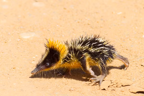 Loài Tenrec lông sọc bị nhiều người lầm tưởng là con lai giữa nhím và chuột chù, bởi chúng sở hữu vẻ ngoài khá giống với 2 loài động vật này.
