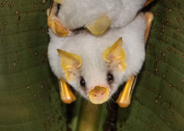  Dơi trắng Honduras có tên khoa học là Ectophylla alba. Chúng sở hữu vẻ ngoài nổi bật với lớp lông mao trắng muốt, cơ thể nhỏ bé với chiều dài chỉ từ 3,7cm - 4,7cm.