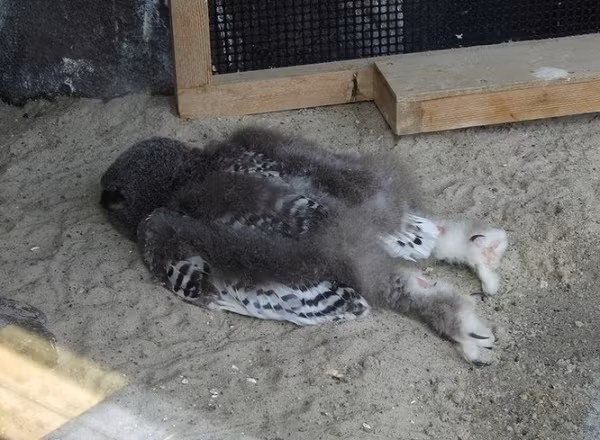 Đây thực sự là dáng ngủ của một con chim cú.