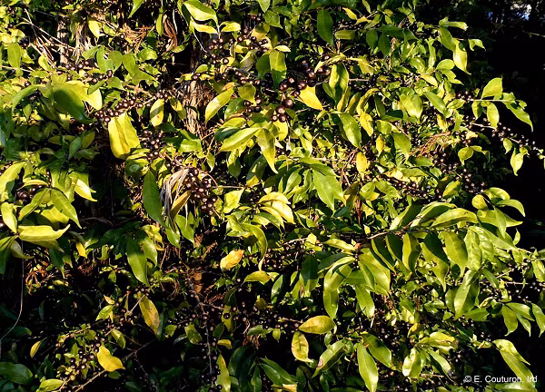 Tuy nhiên, điều đặc biệt là cà phê Stenophylla có khả năng chịu nhiệt độ cao hơn cà phê Arabica và Robusta (chiếm 43% sản lượng toàn cầu).