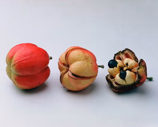 Ackee và cá tuyết cũng có thể được ăn với cơm và đậu Hà Lan hoặc gạo trắng. Tại khu vực Tây Phi, hạt và vỏ loại trái cây này còn dùng làm xà phòng tẩy rửa.