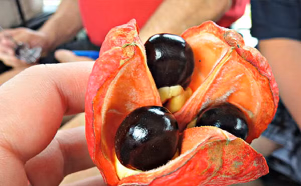 Họ luộc ackee cùng cá muối trong 20 phút rồi để ráo nước và lọc xương cá. Tiếp đó, đầu bếp xào cà chua, hành tây, tỏi trong chảo, rồi cho hỗn hợp trên vào, rắc thêm xạ hương, tiêu đen là có thể thưởng thức.