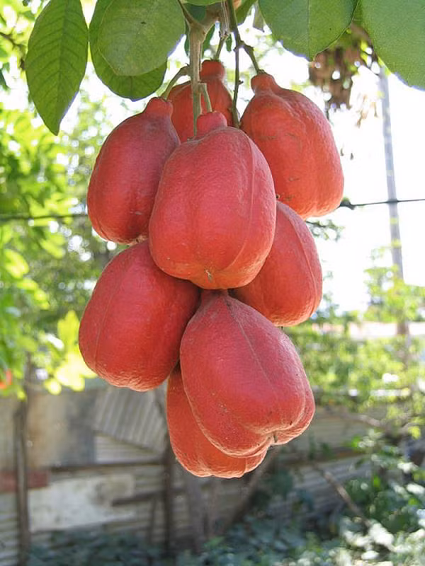 Tình trạng này được gọi là bệnh "nôn mửa Jamaica" và chỉ xảy ra ở những quả ackee chưa chín. Do các trường hợp nhiễm độc ackee càng trở nên phổ biến, FDA đã cấm tất cả các sản phẩm của quả ackee cho đến năm 2000.