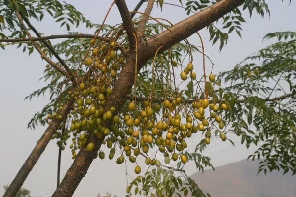 Nếu vô tình ăn quả xoan hay lá xoan, nạn nhân sẽ gặp các triệu chứng như mất vị giác, nôn mửa, táo bón hoặc tiêu chảy, phân có máu, tổn thương dạ dày, sung huyết phổi, trụy tim chỉ sau vài giờ. Nếu không kịp thời cứu chữa thì sẽ mất mạng sau 1 ngày.