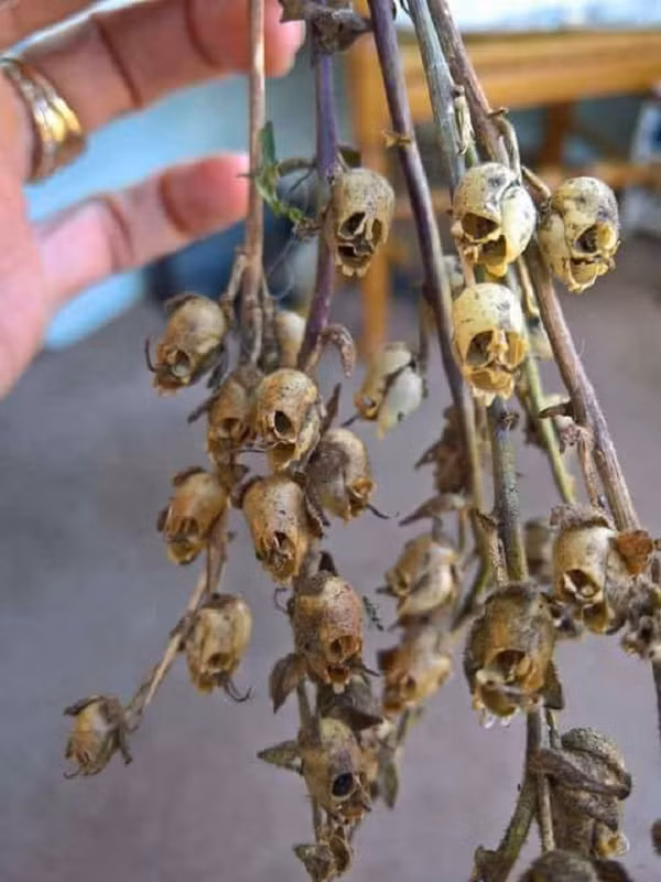 Cây kim ngư thảo - hoa mõm chó hoặc hoa rồng (Antirrhinum hoặc snapdragon) là một loài cây khá phổ biến trong vườn nhà của người dân phương Tây. Đúng như tên gọi, phần hoa của cây khi còn tươi có hình dáng rất giống đầu rồng.
