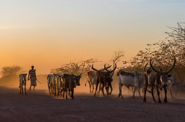 Ethiopia là nền kinh tế phát triển nhanh nhất trên thế giới vào năm 2017. Trong khi tăng trưởng toàn cầu được dự báo là 2,7%, Ethiopia được dự đoán là 8,3%!