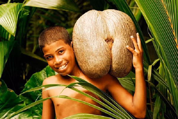 Một trong những giống dừa độc đáo nhất thế giới là coco de mer, trên đảo quốc Seychelles. Người bản địa còn gọi loài cây này với cái tên dân dã là dừa biển.