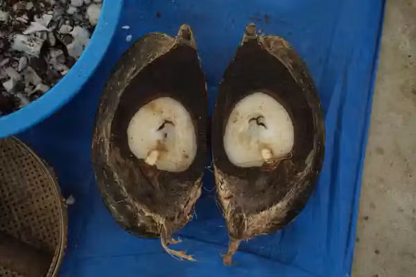 Một quả dừa coco de mer nặng trung bình 35 kg, có giá khoảng 202 USD/ kg trên thị trường chợ đen. Điều này có nghĩa là những kẻ buôn lậu có thể kiếm tới hàng nghìn USD cho mỗi quả.