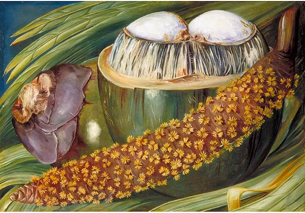 Hạt giống của trái dừa biển Coco de mer là hạt giống lớn nhất và nặng nhất trên thế giới. Trung bình 1 quả dừa nặng khoảng 23 đến 30kg, cao từ 25 đến 34 cm và dài khoảng từ 7 đến 10 cm.