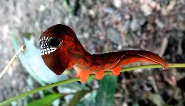 Khi mới nở, sâu bướm có màu nâu nhạt giúp chúng hòa nhập tốt hơn vào xung quanh để tránh bị kẻ thù phát hiện. Nhưng khi lớn lên, nó phát triển hai đốm đen lớn, có các đường màu vàng sáng bao quanh, trông giống như một đôi mắt khổng lồ, kỳ lạ, và hai hàng màu trắng trông giống như hàm răng người.
