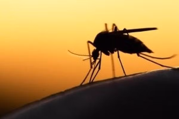 Lâu nay, muỗi Aedes aegypti nổi tiếng là chuyên hút máu người và lây truyền bệnh sốt xuất huyết, Zika và các loại virus.