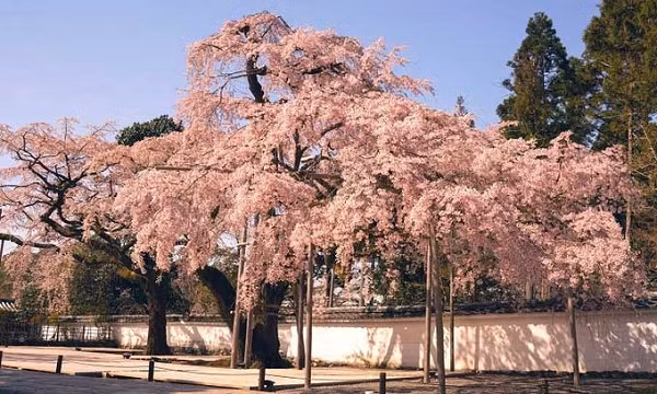 Hàng năm, hoa anh đào ở Nhật Bản nở rộ nhất vào thời điểm tháng 4. Tuy nhiên, năm nay ở Kyoto, hoa anh đào đã bừng nở đẹp nhất vào hôm 26/3.