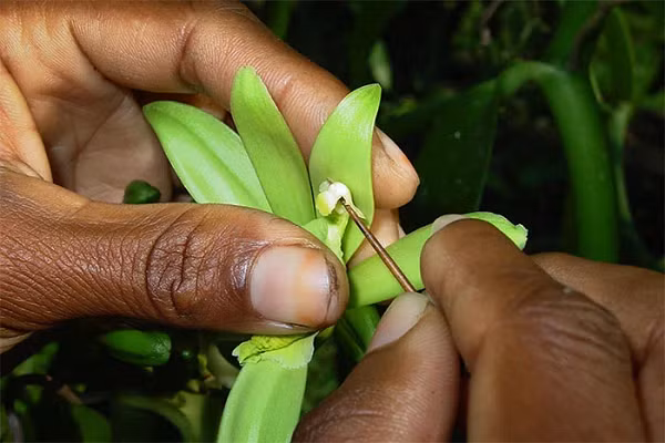 Những người thợ sẽ dùng một cây tăm chuyên dụng hoặc một vật nhỏ đã được khử trùng và tiến hành quá trình thụ phấn. Họ sử dụng búp tre, tăm hay một loại vật nhọn tương tự để xuyên thủng lớp màng mỏng bịt cơ quan sinh dục cái của hoa, rồi mới có thể tiến hành cho giao tử đực tiếp hợp với giao tử cái.