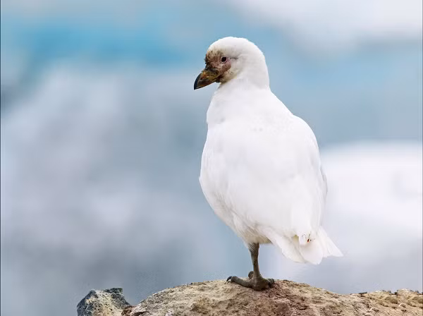 Chim Sheathbill tuyết là loài chim trông giống bồ câu, trắng phau và dũng cảm; đây là loài chim bản địa duy nhất sống trên bề mặt Nam Cực và là loài duy nhất sinh sản tại đây.