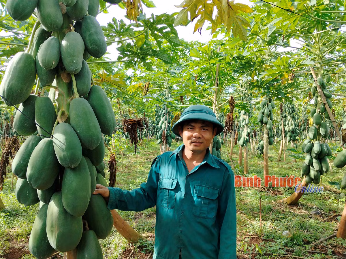 Mục sở thị vườn đu đủ “con đàn cháu đống” ở Bình Phước Muc so thi vuon du du “con dan chau dong” o Binh Phuoc