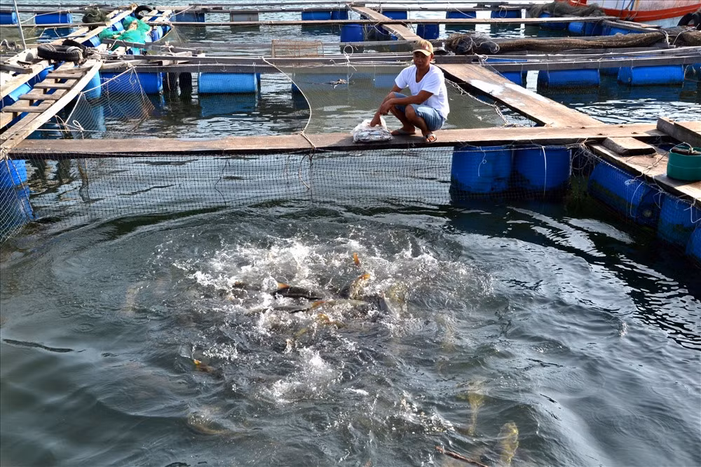 Kien Giang: Lang bien doi doi nho nuoi loai “ca bac ty“-Hinh-3