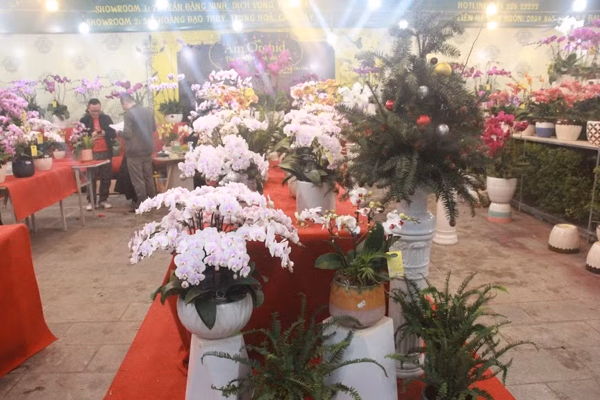 Tuy nhiên, theo nhân viên tại các shop hoa mọc theo thời vụ này, có những chậu hoa lan hồ điệp giá trị lên đến hàng vài chục triệu đồng.... tùy theo nhu cầu người chơi. 