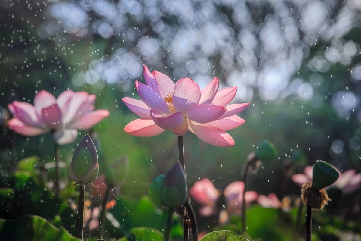 Trên thực tế, không phải ai xuất phát từ 'vạch đích' cũng sung sướng, ai cũng có những nỗi khổ của riêng mình. Những người khổ từ nhỏ, biết chắt chiu mọi điều trong cuộc sống, sau này hạnh phúc họ đạt được cũng có thể nói là viên mãn hơn.