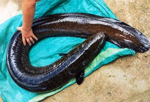 Dù không được liệt vào nhóm cá "ngũ quý hà thuỷ", nhưng cá chình có trọng lượng khủng thì thuộc hàng siêu hiếm. Một ngư dân chuyên đánh lưới ở vùng sông Đà (Mai Châu, Hoà Bình) đã may mắn đánh bắt được con cá chình hoa này khi đang ngược lên suối để đẻ trứng. Tuy nhiên, để bắt được cá, ngư dân cũng phải vật lộn mất cả tiếng đồng hồ mới đưa được con cá lên bờ. Ảnh: Nghean24h.vn.