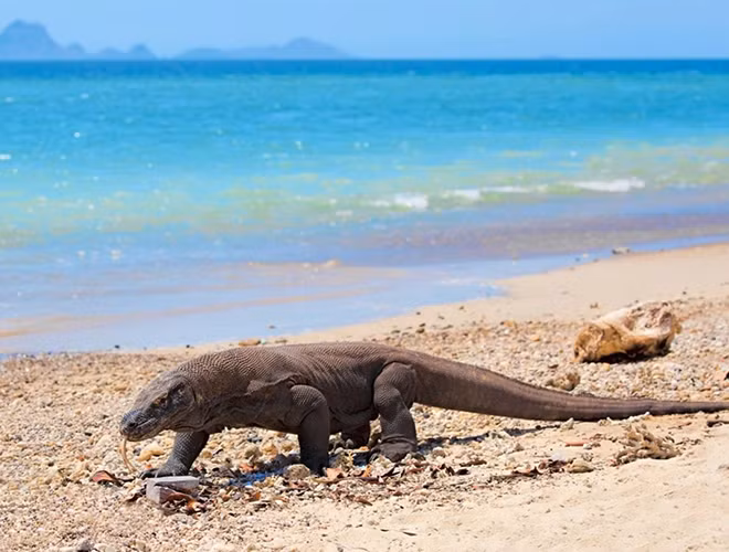 Điều đặc biệt ở rồng Komodo là những con rồng cái có thể sinh sản đơn tính (hay còn gọi là trinh sản), nghĩa là chúng hoàn toàn có thể mang thai và tự thụ tinh cho trứng của mình mà không cần tinh trùng của con đực