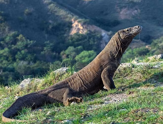 Khả năng sinh sản cực "dị" của rồng Komodo đến nay vẫn là bí ẩn đối với khoa học. Tuy nhiên, nếu gặp rồng đực to, khỏe, rồng cái không cần phải "tự thân" sinh sản mà có thể giao phối và "mang bầu" bình thường