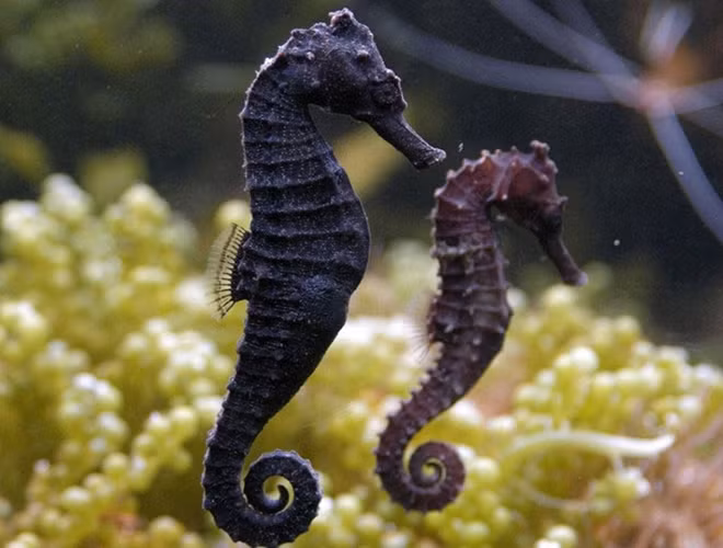 Cá ngựa có tên khoa học là Hippocampus, chúng có họ hàng gần với các loài cá chìa vôi và cá rồng biển vì đặc tính của giống loài này là con đực thường "mang nặng đẻ đau" thay cho con cái.