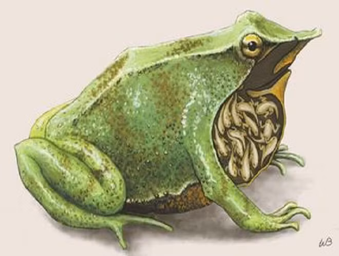 Trong số các loài lưỡng cư, ếch Darwin là loài động vật "lập dị" khi có phương pháp sinh sản độc nhất vô nhị. Theo đó, khi con cái đẻ trứng xuống thềm lá ẩm, ếch đực sẽ ở bên canh gác cho các phôi thai hình thành rồi nuốt các phôi này vào chiếc túi đặc biệt nằm trong thanh quản