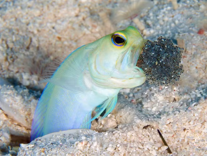 Cá hàm đầu vàng (yellow-headed jawfish) sở hữu một chiếc miệng đa năng nhất trong thế giới đại dương. Vì miệng của loài cá này không chỉ được dùng để kiếm ăn, đào hang mà còn dùng để nuôi con.