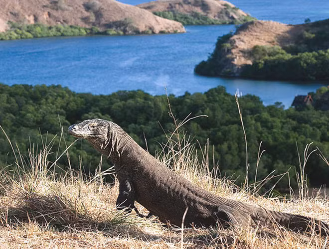 Rồng Komodo được coi là quốc thú của Indonesia. Đây là loài thằn lằn lớn nhất trên thế giới hiện nay, được cho là có quan hệ mật thiết với loài khủng long đã tuyệt chủng cách đây hàng triệu năm.