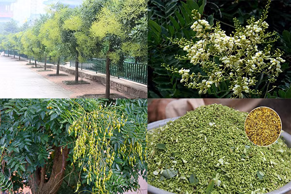 Thêm vào đó, cây hoa hòe còn có rất nhiều tác dụng trong làm đẹp, bảo vệ sức khỏe. Người ta thường dùng lá và hạt cây làm thuốc, trà với tác dụng làm sáng mắt, kéo dài tuổi thọ, giữ gìn nhan sắc.