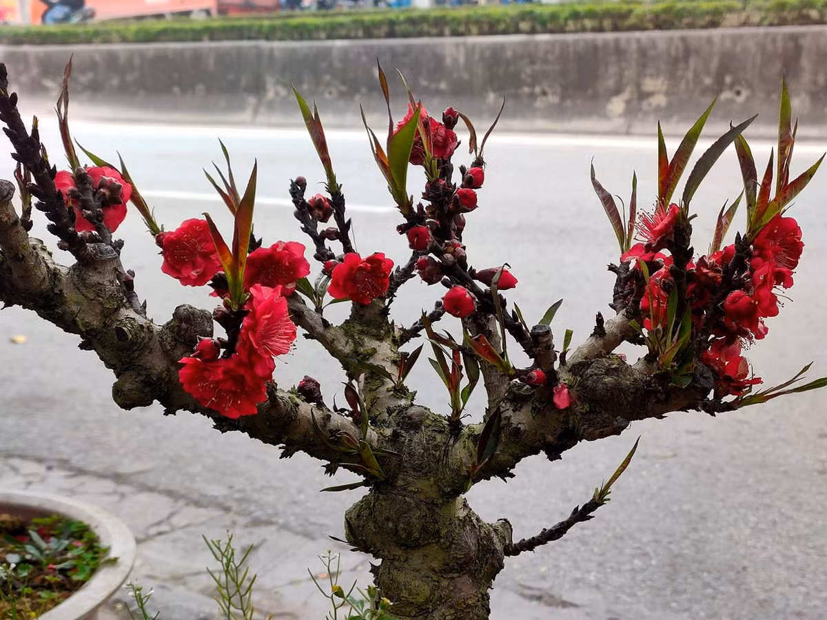 Trên chợ mạng, những chậu đào thất thốn mini cũng được tiểu thương rao bán nhiều. Ảnh: Facebook.