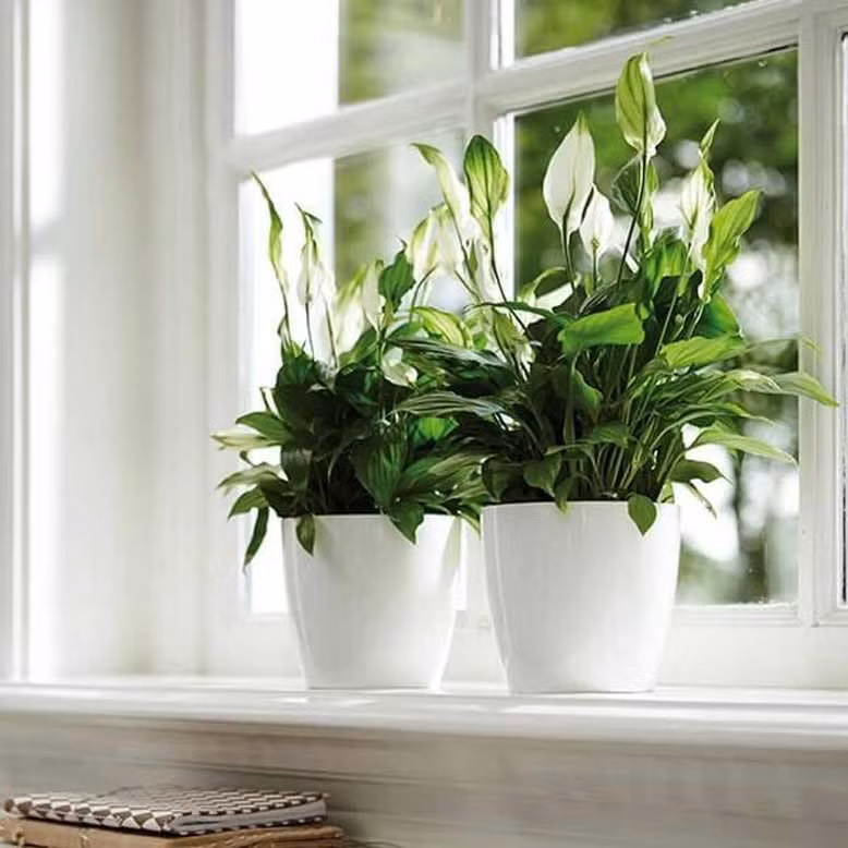 Cây lan ý có thể sống rất tốt ở những môi trường thiếu ánh sáng nên rất phù hợp trồng ở ban công. Không chỉ tạo thẩm mỹ, cây lan ý còn mang lại vượng khí cực tốt cho gia chủ và các thành viên trong gia đình. Ảnh: Giabaogroup