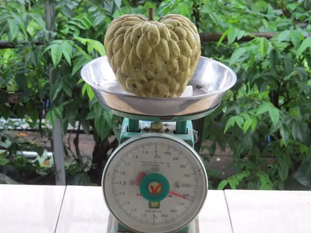 Giống na đặc sản này nặng khoảng 1 kg/trái, thậm chí có trái nặng đến 1,5kg. Ảnh: Dân Việt