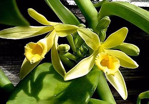 Cây vani được thụ phấn bằng tay và phải mất 9 tháng trái vani mới chín. Thêm nữa, hoa vanilla chỉ nở đúng 1 ngày trong năm. Nếu ngày hoa nở mà không thụ phấn kịp, đến chiều, hoa tự xếp cánh, 1 năm sau hoa mới nở lại. Ảnh: Internet
