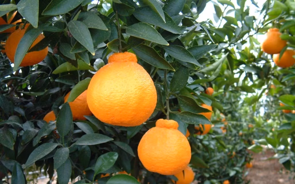 Loại trái cây này còn có hình dạng đặc biệt với phần đầu lồi lên trên. Muốn thưởng thức, khách hàng phải bỏ ra số tiền 80 USD (khoảng 1,8 triệu đồng) cho một lô 6 quả. Ảnh: Getty
