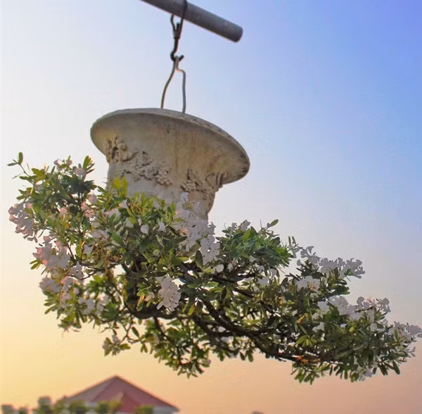 Ban đầu, "dị nhân" Lê Thạnh chỉ trồng trong các chậu nhỏ, sau đó tạo tác thêm cả những chậu lớn và các loài cây khác nhau như mít, cam, nhiều loại hoa hồng, lan, ly... cũng được trồng theo kiểu ngược. Ảnh: VTCNews.