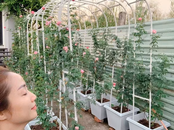 Nữ diễn viên cho biết trồng hồng rất cực nhưng vì mê cái đẹp của loài hoa này nên không ngại khó nhọc.
