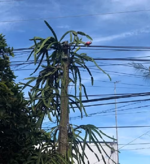Chỉ có một trái thanh long nhưng ở tít trên cao lại vường đường dây diện khiến gia chủ chỉ biết ngậm ngùi.