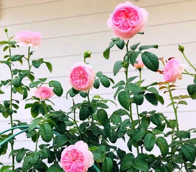 Trong đó nhiều nhất là hoa hồng. Các bụi hồng cổ, hồng ngoại giá từ vài trăm nghìn đồng tới hàng chục triệu đồng đua nhau khoe sắc. Ảnh: FBNV.