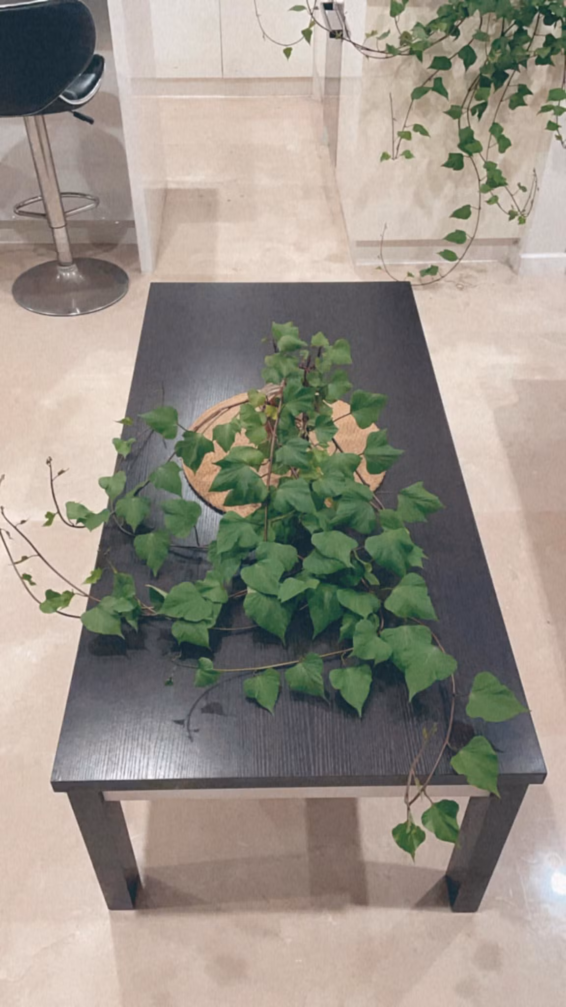 Mới đây, không rõ vì lý do nào đó mà bonsai khoai lang bỗng hot trở lại.