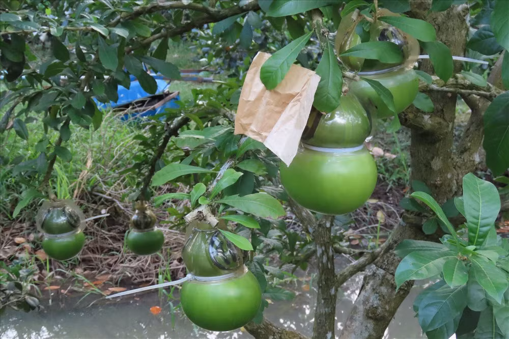 Nguyên nhân là do đợt ra hoa gặp bão nên không đậu quả. Ảnh: Lao động.