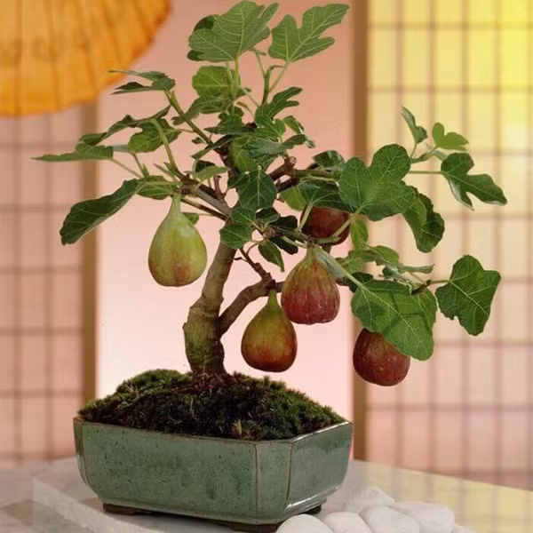 Sung Mỹ sai trĩu quả cũng được cho lên chậu thành bonsai đẹp mắt.Ảnh: Internet