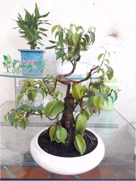 Cây khế chỉ cao vài chục cm nhưng đã có tới cả chục quả. Ảnh: Hoa canh quang vy
