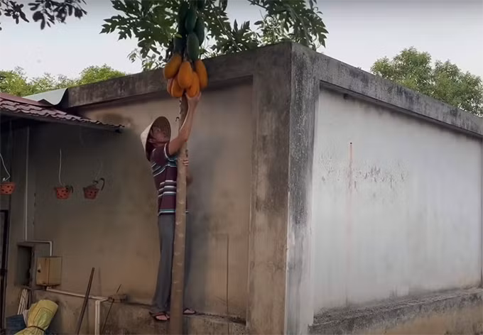 Cây đu đủ nhỏ nhưng rất nhiều quả. Danh hài hái được 6 trái đu đủ chín cây. Nguồn ảnh: Youtube Hoài Linh.