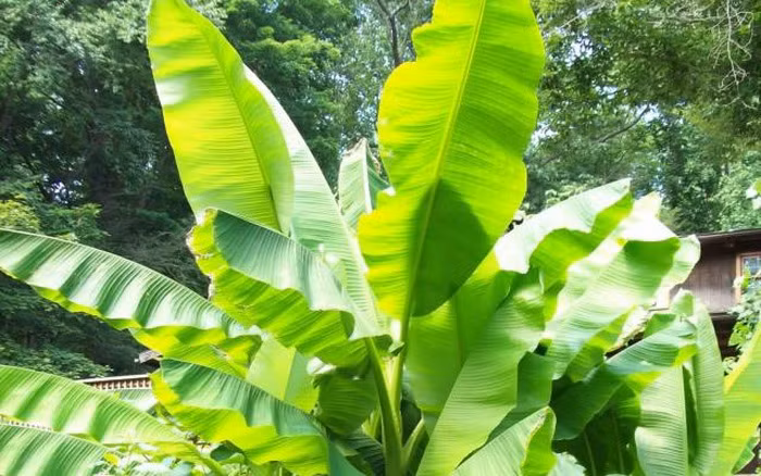 Ở nhiều làng quê Việt Nam, cây chuối được trồng nhiều trong vườn nhà. Nhiều gia đình chỉ thu hoạch quả còn lá chuối thì hầu hết bỏ đi hoặc tận dụng để gói bánh.