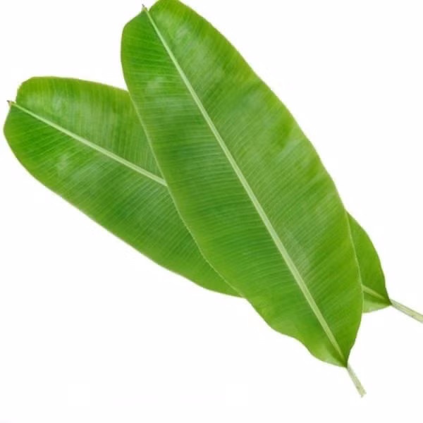 Lá chuối đắt đỏ là bởi khâu vận chuyển và bảo quản sản phẩm tương đối cầu kỳ. Một tàu lá chuối cần chiếc hộp rất to, bảo quản không khô héo, đi tàu điện hoặc thậm chí cả máy bay đến nơi ở của khách hàng. Nguồn ảnh: Internet Video: Lá chuối đắt đỏ ở Nhật. Nguồn: VTC14