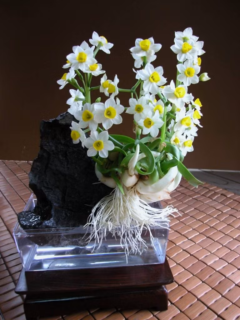 Thủy tiên cũng là loài hoa chơi Tết của nhiều người dân Việt. Hoa thủy tiên tượng trưng cho sự giàu sang, phú quý, thành đạt, sung túc, may mắn...